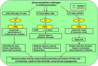 Therapeutic Potential of Oxytocin in Atherosclerotic Cardiovascular Disease: Mechanisms and Signaling Pathways